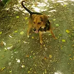 Agrifoglio Con Giardino