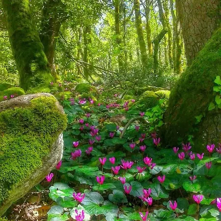 Panzió Agrifoglio Con Giardino 3*