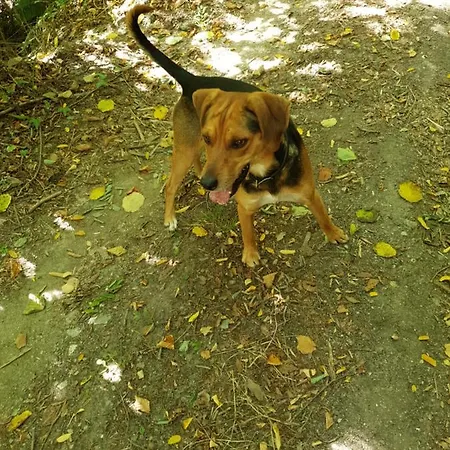 Agrifoglio Con Giardino